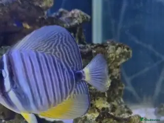 Other/Mixed Breed fish Sailfin Tang in Glossop - Advert 1
