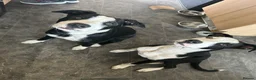 Mixed Breed dogs for sale: Luna & Millie in Newbiggin-by-the-Sea - Advert 2