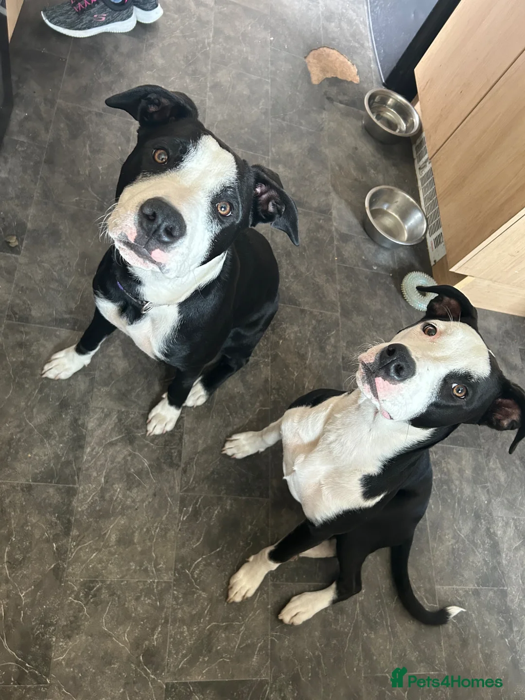 Mixed Breed dogs for sale: Luna & Millie in Newbiggin-by-the-Sea - Advert 2