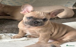 French Bulldog dogs for sale: French bulldog puppies for sale  - Image 5