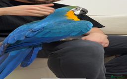 Macaws birds for sale: Beautiful blue and gold macaw Age 2  - Image 5