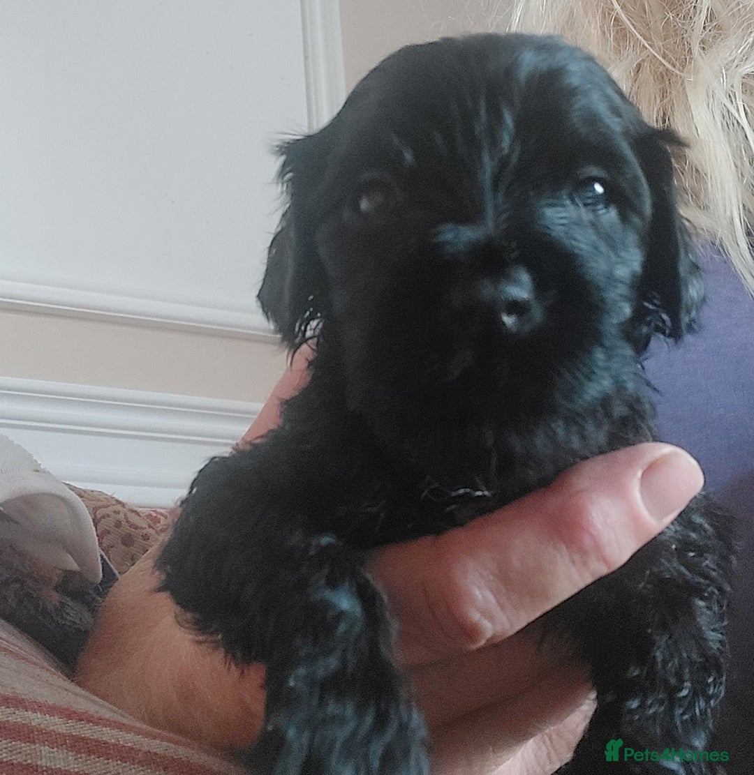 Portuguese Water Dog dogs for sale: Portuguese Water Dog pups in York - Image 4