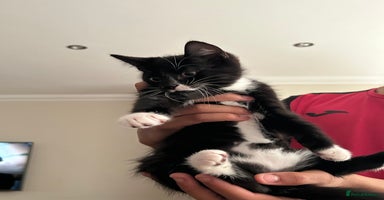 Mixed Breed cats - Advert 7
