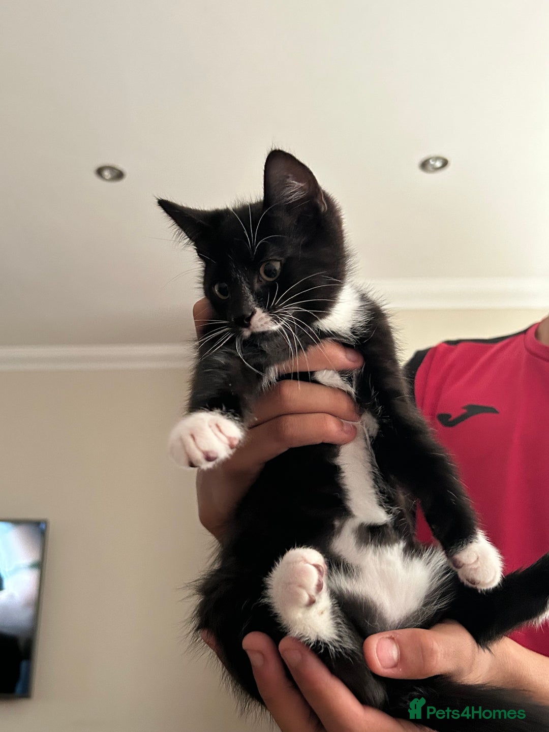 Mixed Breed cats for sale: 3 x Black and white tuxedo male kittens £200 each - Image 2