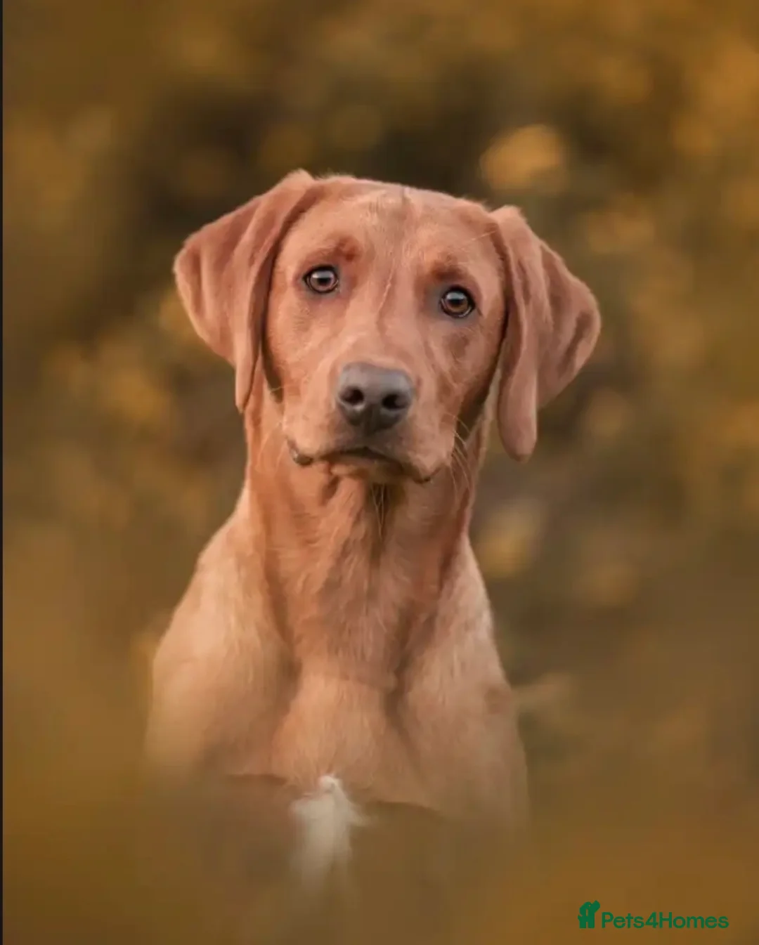 Labrador Retriever dogs for stud: BARELY LABRADOR for stud  - Advert 3