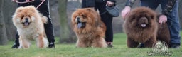 Chow Chow dogs for stud: Mr Baloo Bear - Pedigree Stacked with Champs🏆 in Tipton - Advert 3