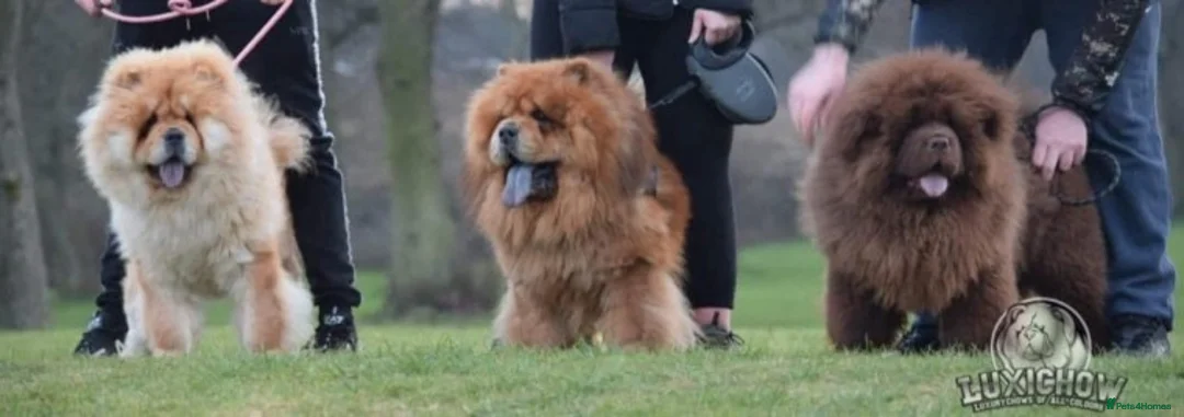 Chow Chow dogs for stud: Mr Baloo Bear - Pedigree Stacked with Champs🏆 in Tipton - Advert 3
