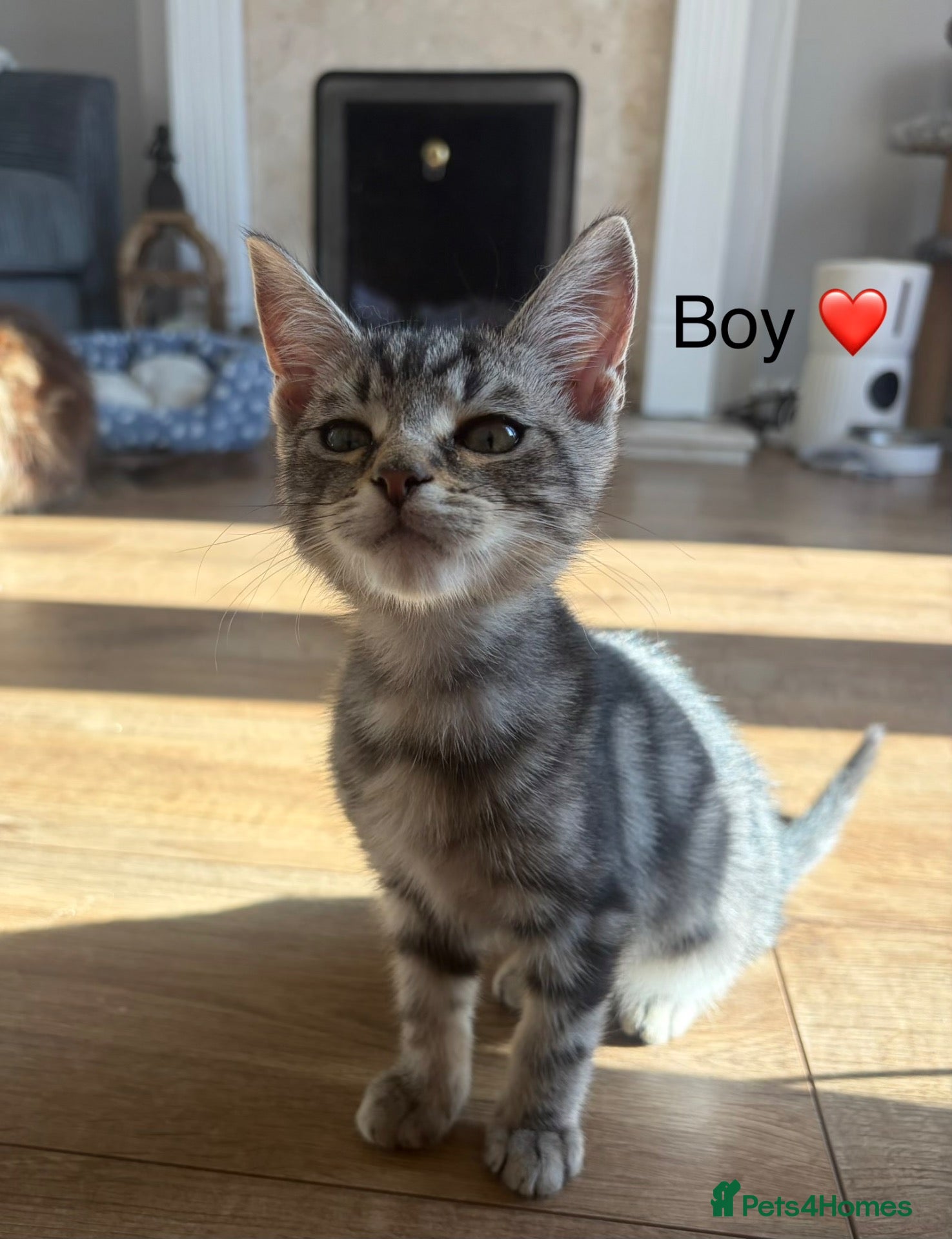 Mixed Breed cats Mixed Maine Coon kittens  - Advert 1