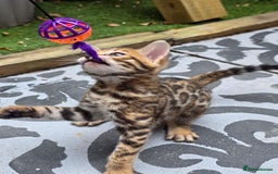 Bengal cats for sale: ✨ Bengal Kittens Looking for Loving Homes ✨ - Image 5
