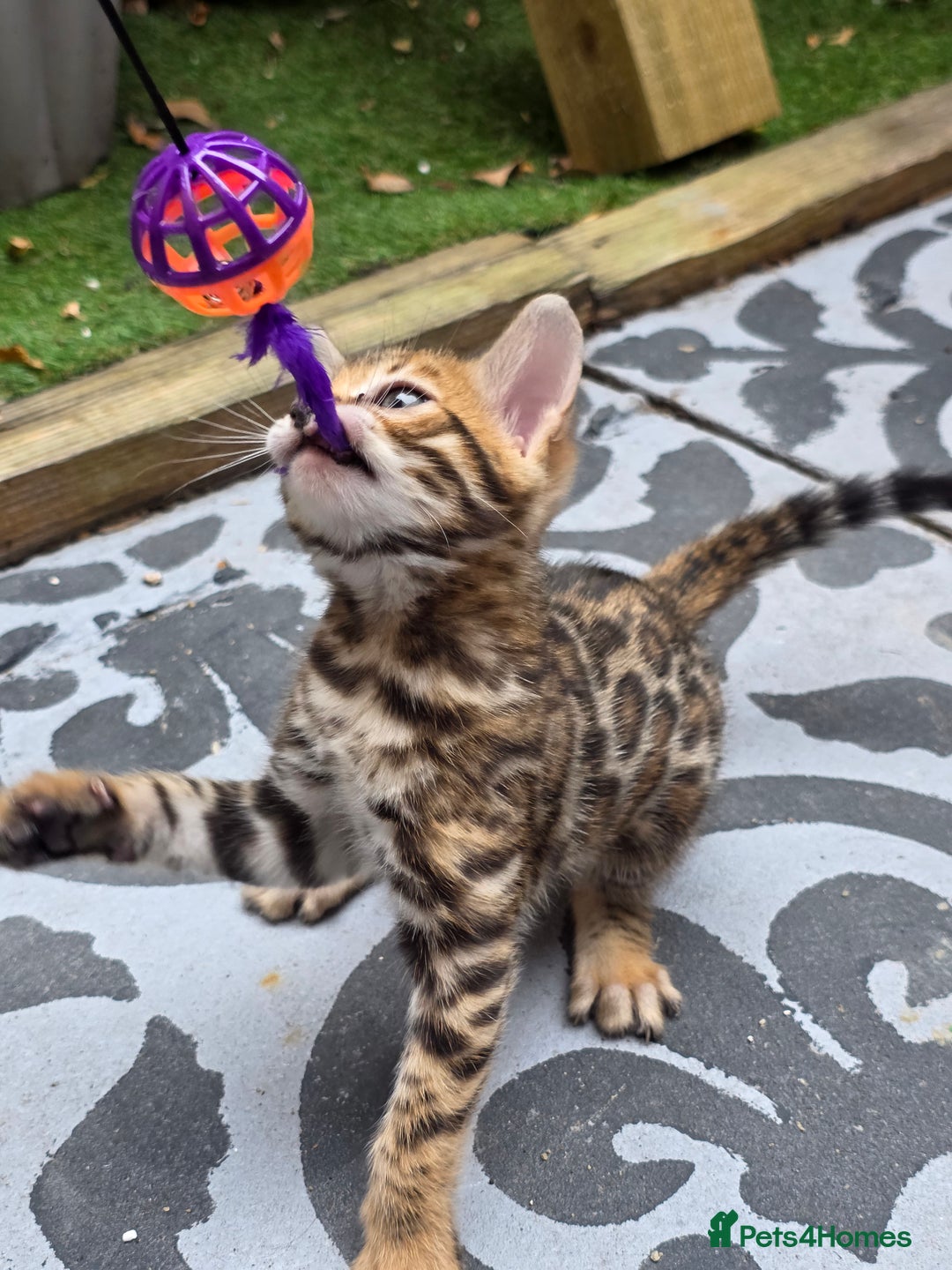 Bengal cats for sale: ✨ Bengal Kittens Looking for Loving Homes ✨ - Image 5