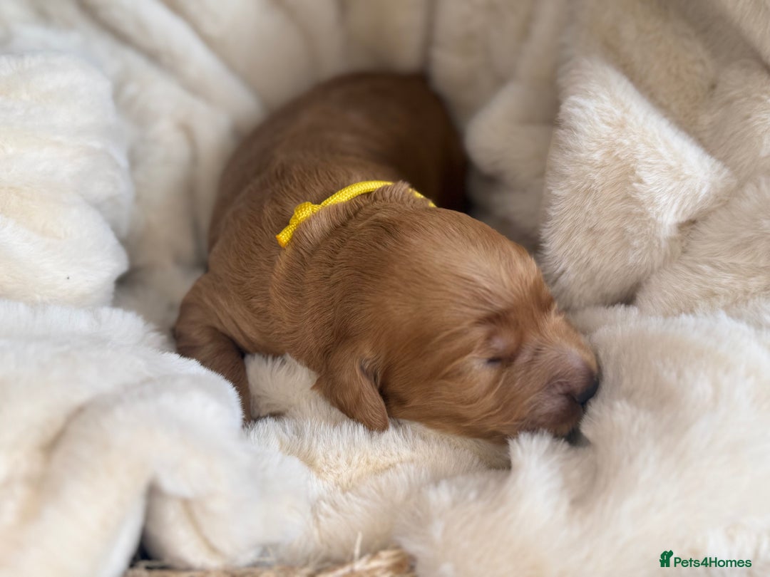 Mini Goldendoodle dogs for sale: Miniature Golden Doodle Puppies - Advert 28