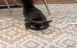 Mixed Breed cats for sale: Black and white tuxedo kitten - Image 2