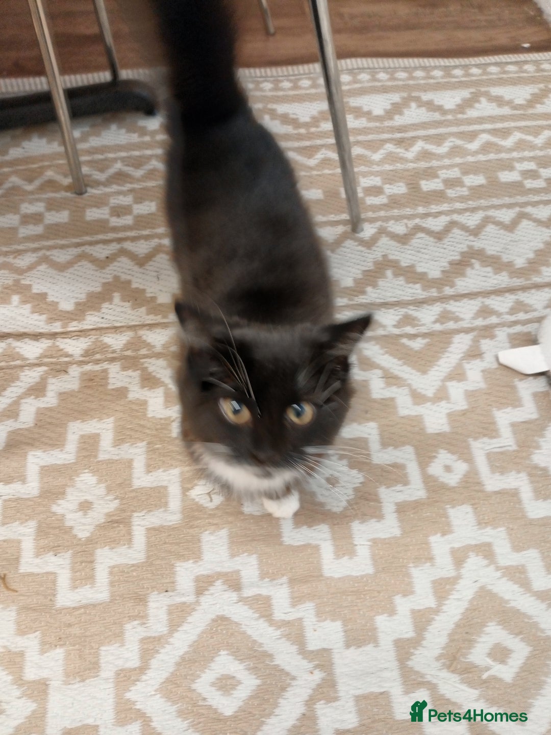 Mixed Breed cats for sale: Black and white tuxedo kitten - Image 2