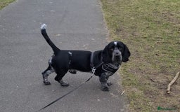 Mixed Breed dogs for sale: Basset x cocker puppies - Image 11