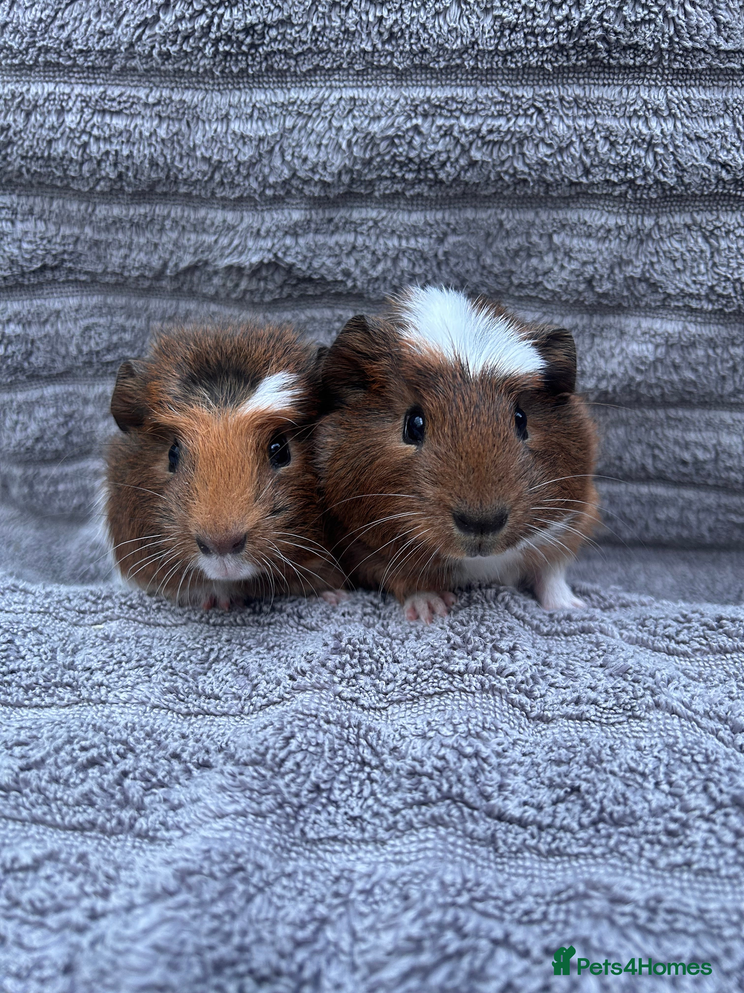 Guinea Pig rodents Lovely Boys  - Advert 1