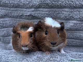 Guinea Pig rodents Lovely Boys - Advert 15