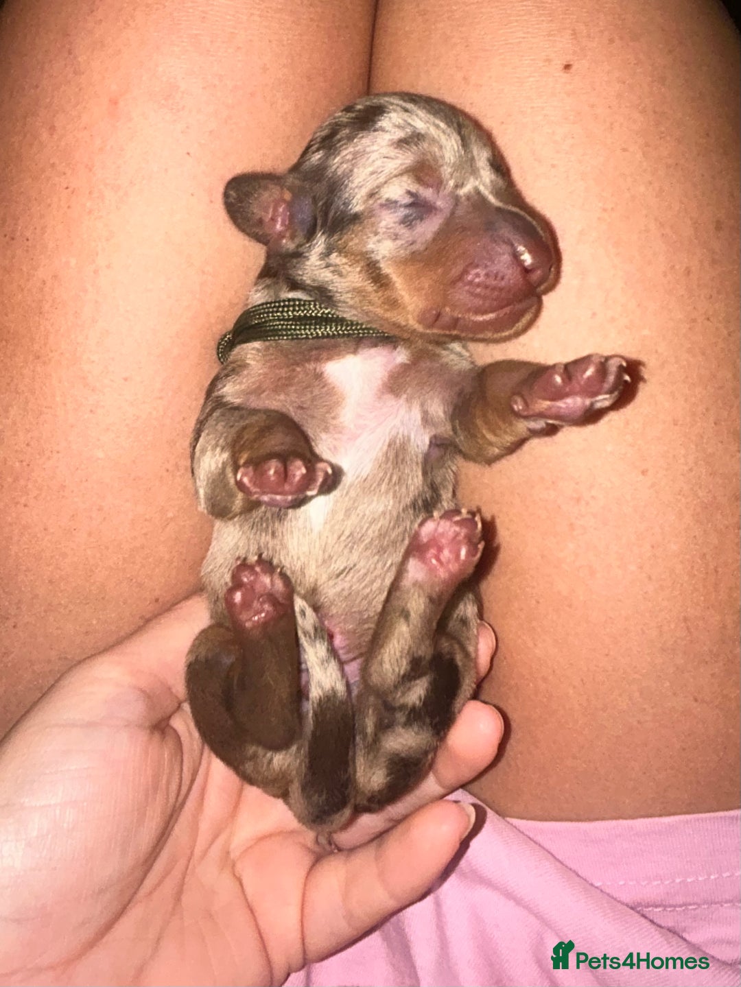 Miniature Dachshund dogs for sale: Kc true miniature dachshund  - Image 12