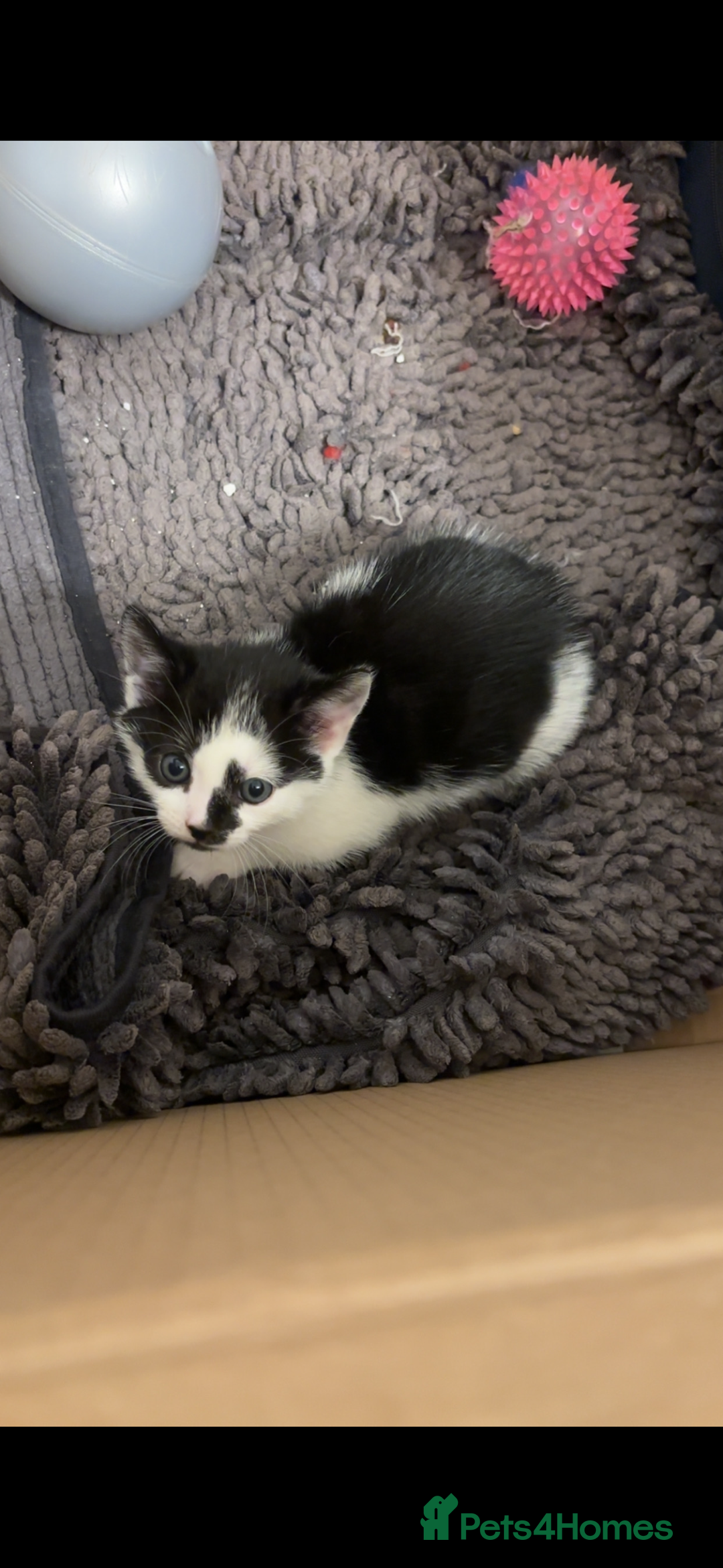 American Shorthair cats for sale: Kittens for Sale - Advert 9