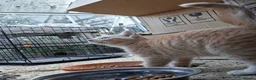 Mixed Breed cats for sale: Ginger/ cream kitten and black kitte.  - Advert 10