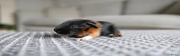 Guinea Pig rodents for sale: Beautiful Baby Guinea Pigs – Ready to Reserve  - Advert 7