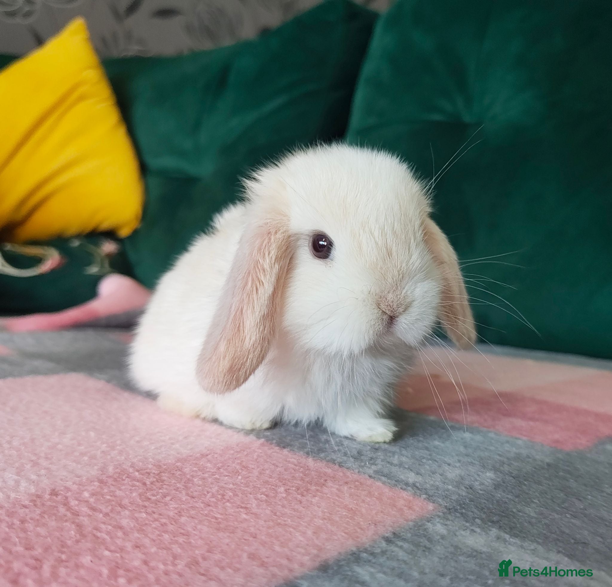 Mini Lop rabbits Beautiful Pure Mini Lop buck to Reserve - Advert 18