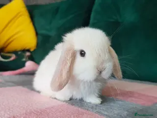 Mini Lop rabbits Beautiful Pure Mini Lop buck to Reserve - Advert 18