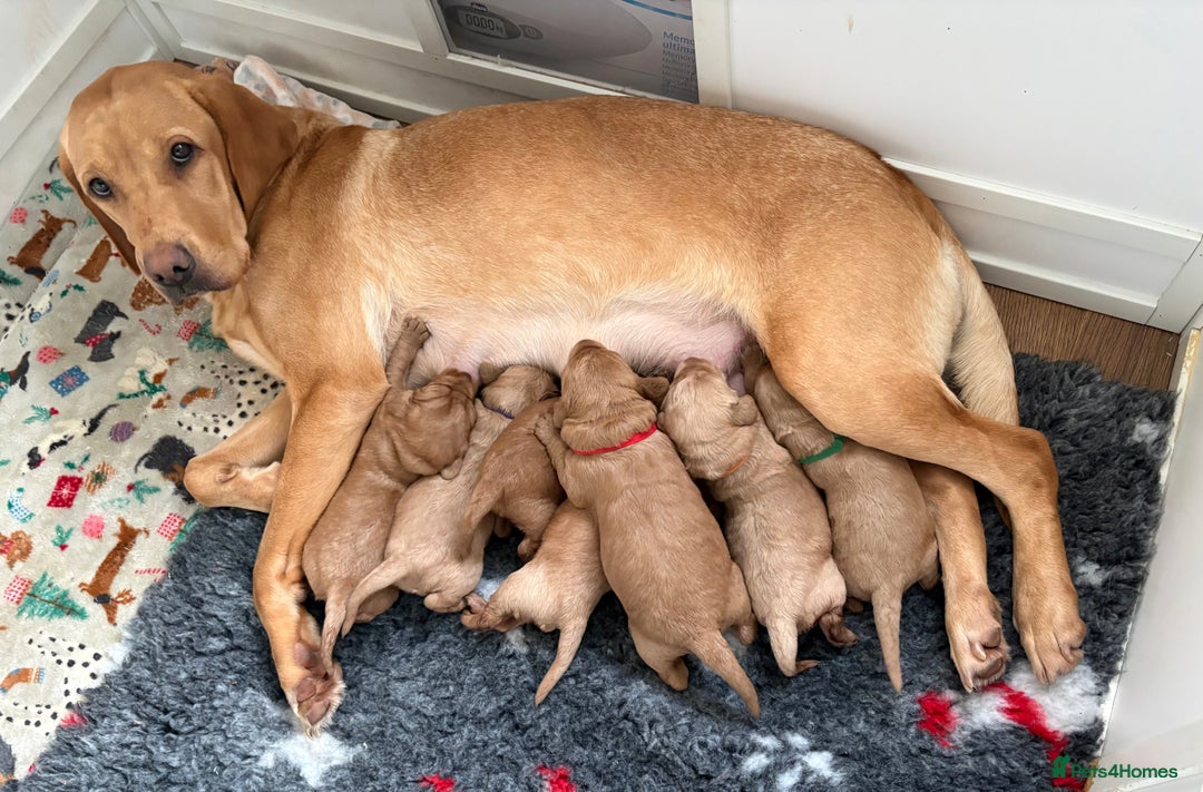 Labradoodle dogs for sale: Beautiful F1 Labradoodles - Advert 1