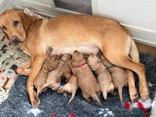 Labradoodle dogs Beautiful F1 Labradoodles - Advert 1