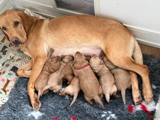 Labradoodle dogs **1 girl left** Beautiful F1 Labradoodles - Advert 3