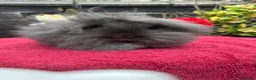 Lionhead rabbits for sale: Lionhead Baby Bunies  - Advert 3