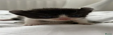 Mixed Breed 1