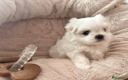 Maltese dogs for sale: ✨💫Tiny Exquisite Bambelina Maltese 💫✨ - Image 23
