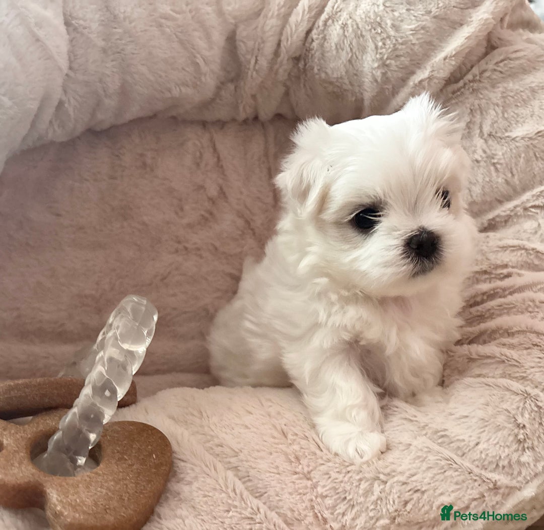 Maltese dogs for sale: ✨💫Tiny Exquisite Bambelina Maltese 💫✨ - Image 23