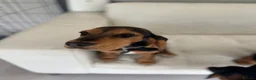 Bocker dogs for sale: Speagle Puppies in Warwick - Advert 5