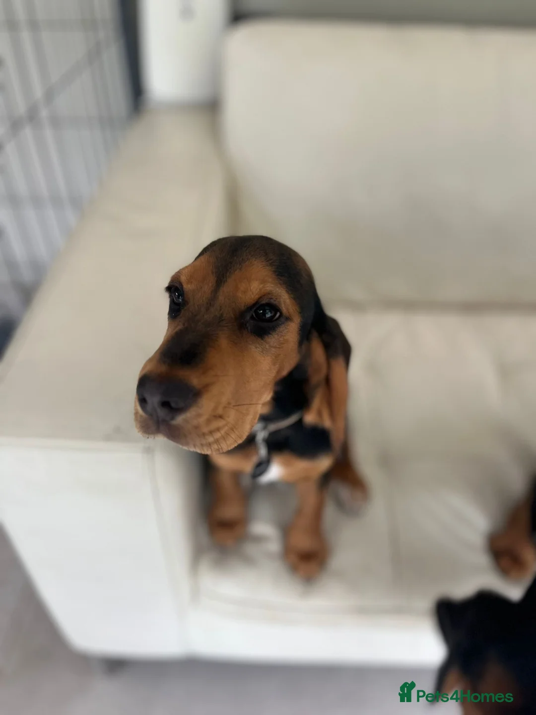 Bocker dogs for sale: Speagle Puppies in Warwick - Advert 5