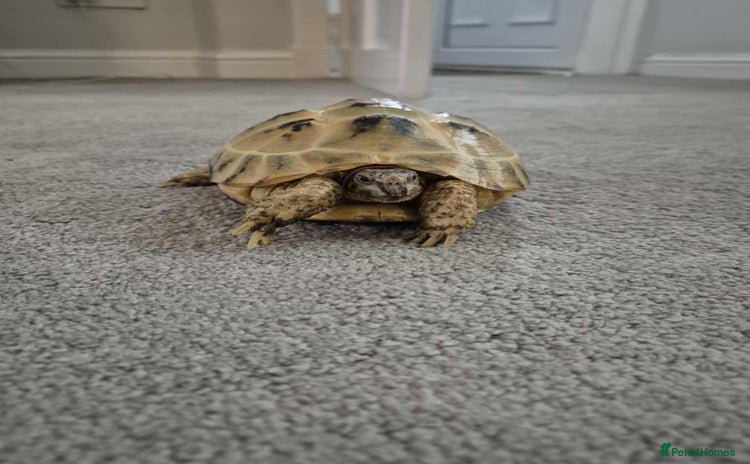 Tortoise reptiles - Advert 1