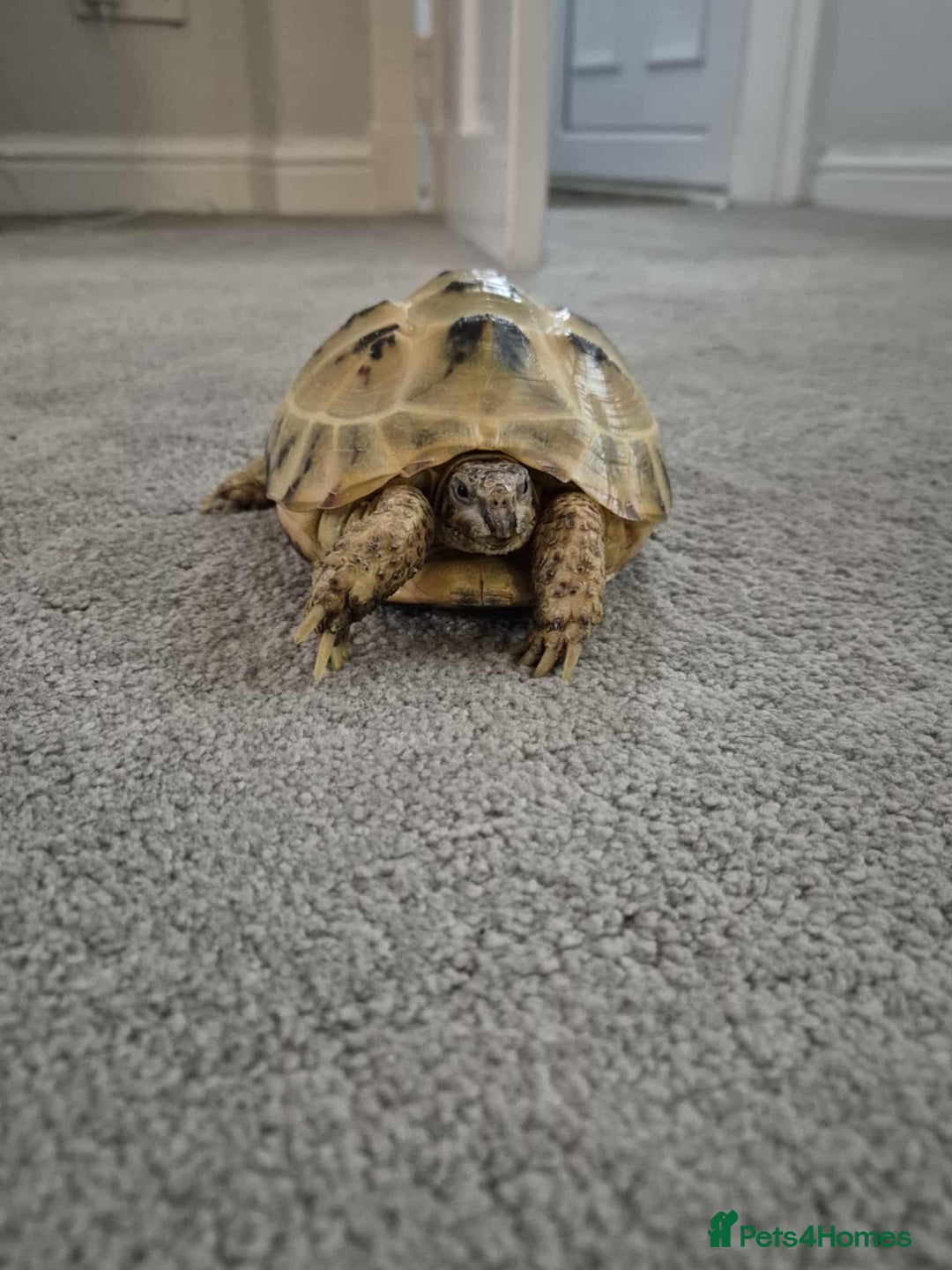 Tortoise reptiles for sale: Horsefield Tortoise - Image 1