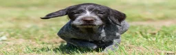 German Wirehaired Pointer dogs for sale: 1ST VACC GIVEN, HEALTH CHECKED KC REG GWP PUPS  - Advert 1