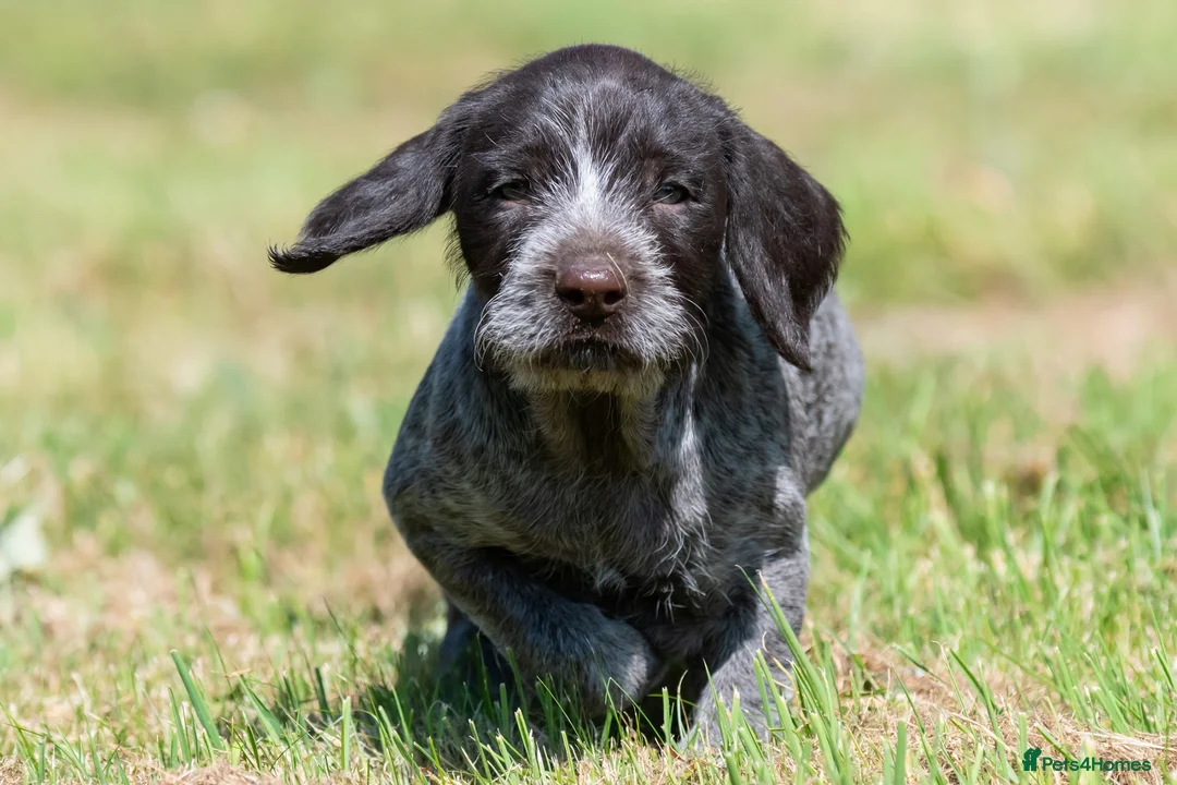 German Wirehaired Pointer dogs for sale: 1ST VACC GIVEN, HEALTH CHECKED KC REG GWP PUPS  - Advert 1