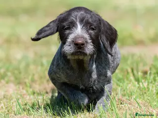 German Wirehaired Pointer dogs 1ST VACC GIVEN, HEALTH CHECKED KC REG GWP PUPS - Advert 2