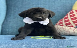 Goldador dogs for sale: Golden retriever x Labrador Retriever puppies - Image 6