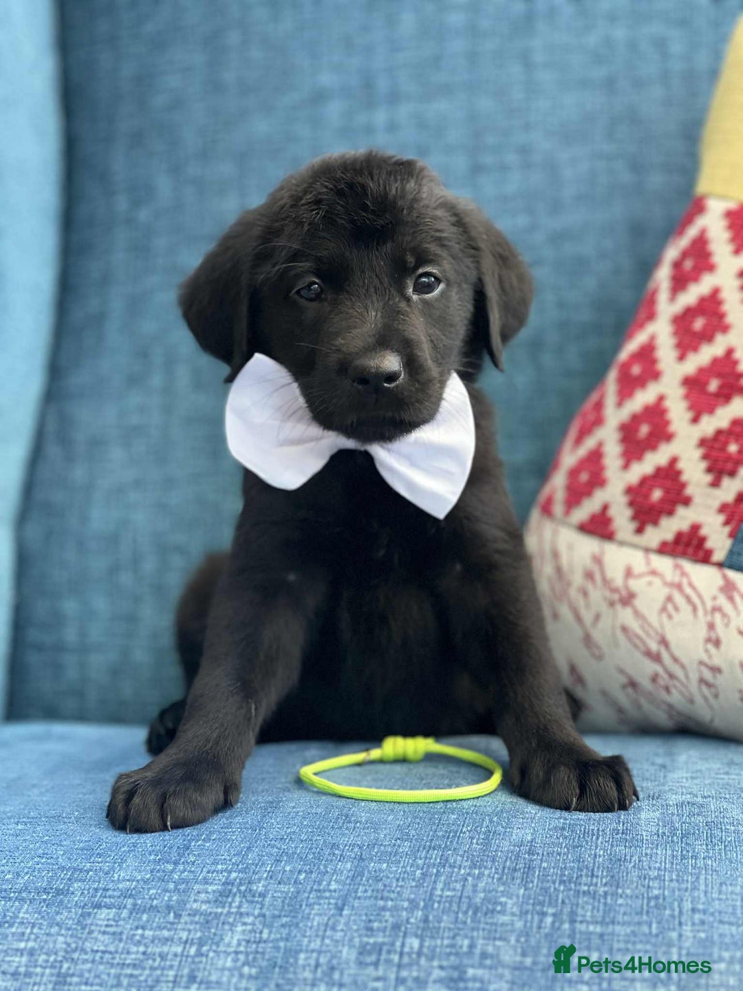 Goldador dogs for sale: Golden retriever x Labrador Retriever puppies - Image 6