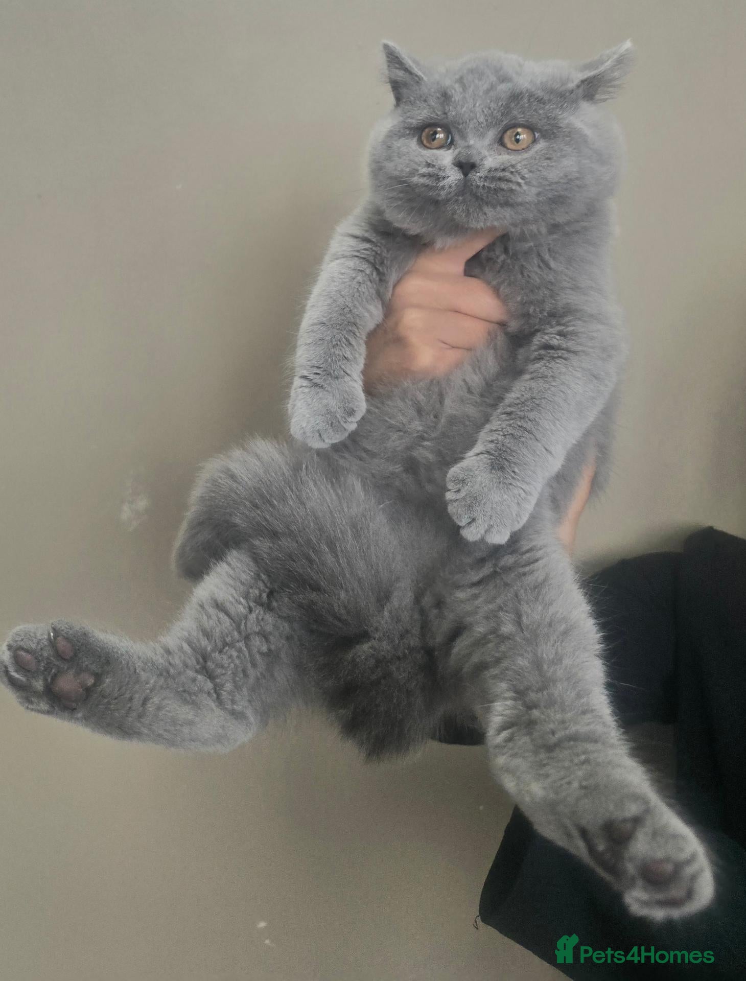 British Shorthair cats Stunning Teddy Bear British Short Hair Kittens - Advert 2