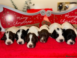 English Springer Spaniel dogs Working springer spaniels 2 bitches 4 dogs - Advert 3