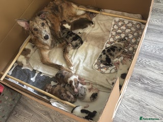 Mixed Breed dogs - Advert 21