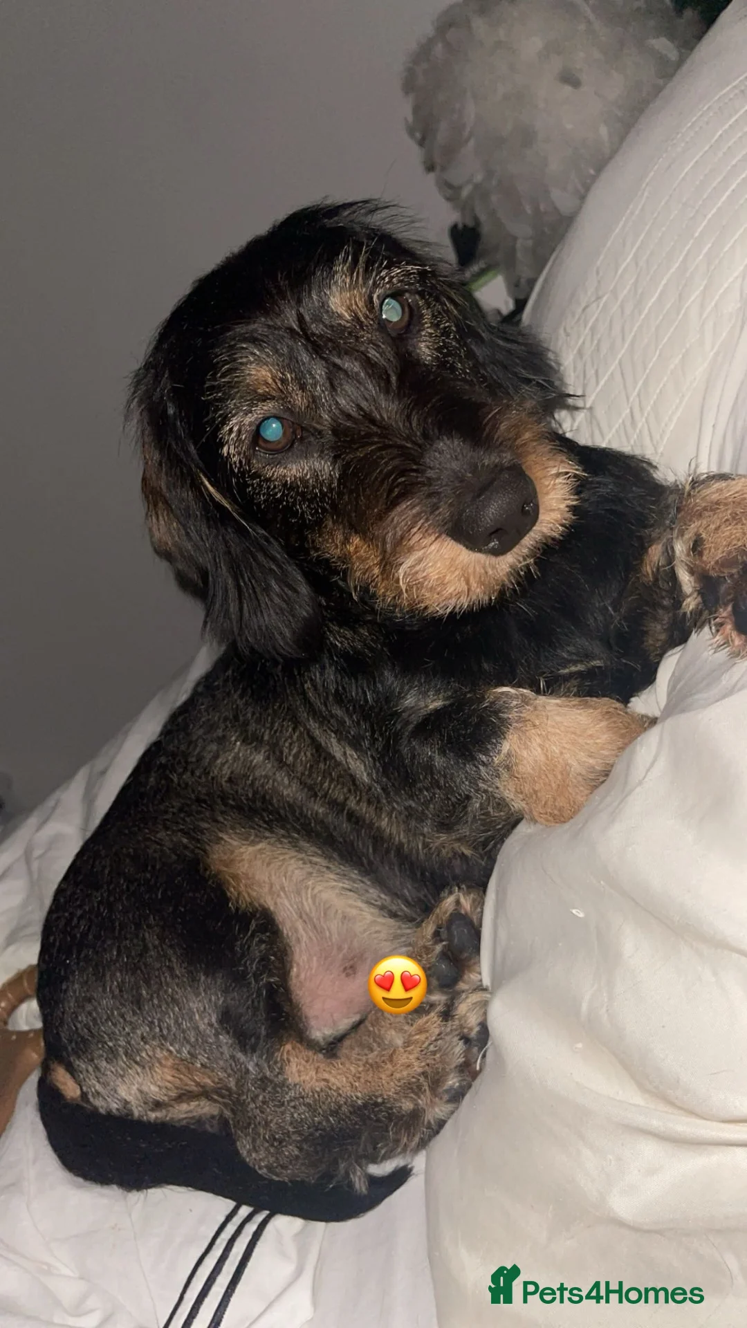 Mixed Breed dogs for sale: Pups for sale - Advert 1