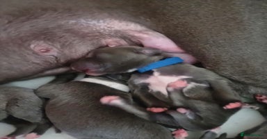 Whippet dogs - Advert 3