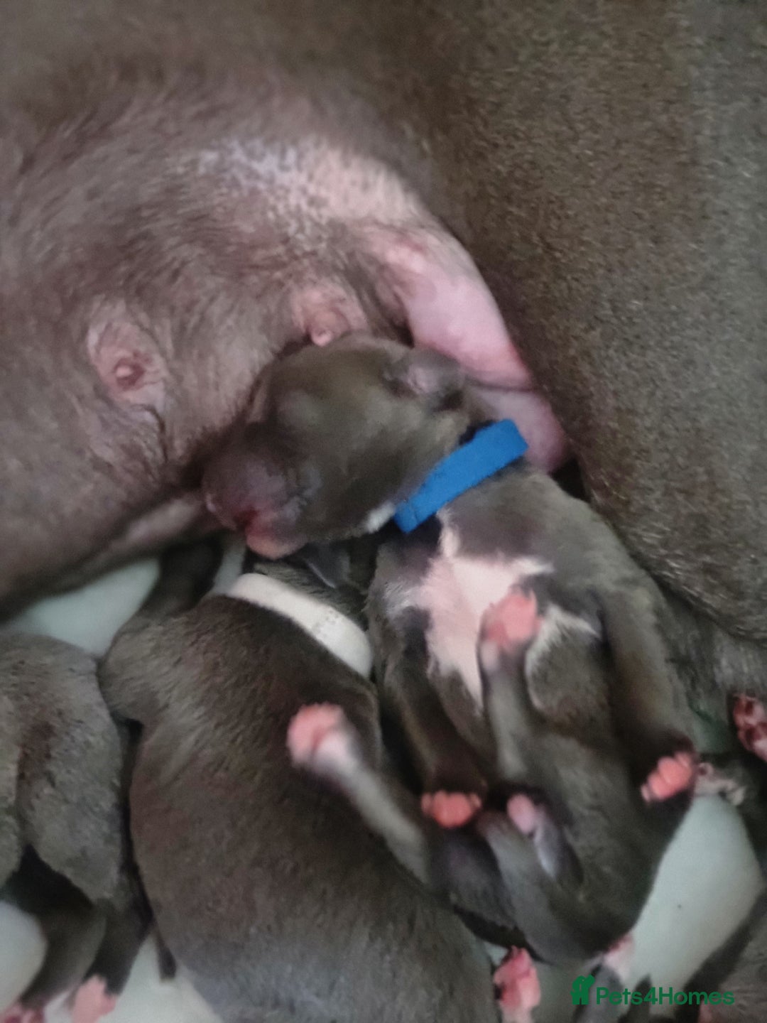 Whippet dogs for sale: Pedigree Blue & White Whippet Puppies - Image 8