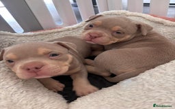 American Bully dogs for sale: REBULA X MC MERLIN POCKET BULLYS PUPS - Image 6