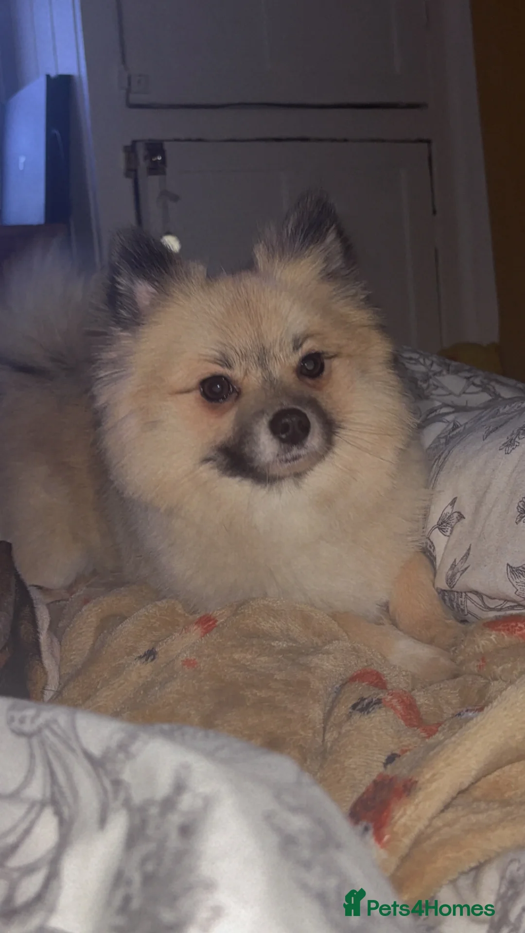 Pomeranian dogs for sale: Kc registered 3 year old Female Pomeranian. - Advert 3